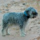 Bruno es un Schnauzer miniatura sal y pimienta. Es un perro muy nervioso y casi siempre está estresado porque tiene celos de los otros perros. Es muy cariñoso y amigo de que le hagan caricias y jueguen con él.